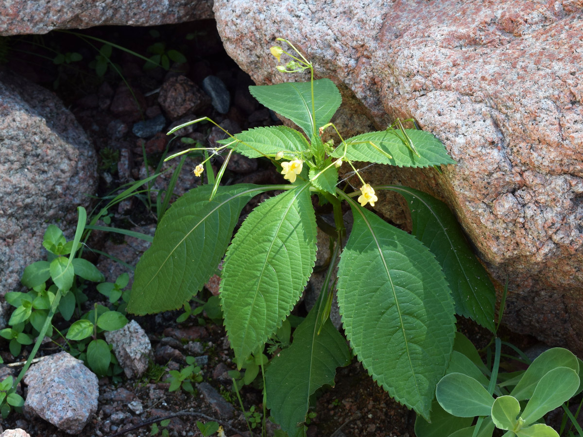 Изображение особи Impatiens parviflora.