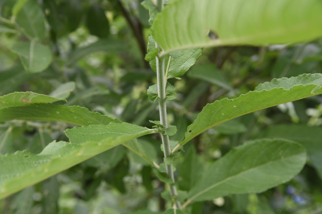Image of Salix cinerea specimen.