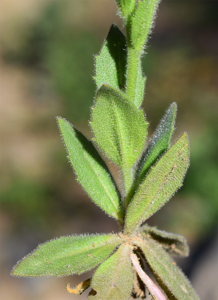 Image of Draba huetii specimen.