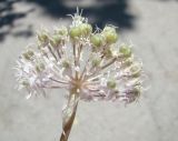 Allium vvedenskyanum