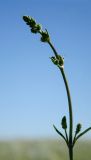Silene baschkirorum