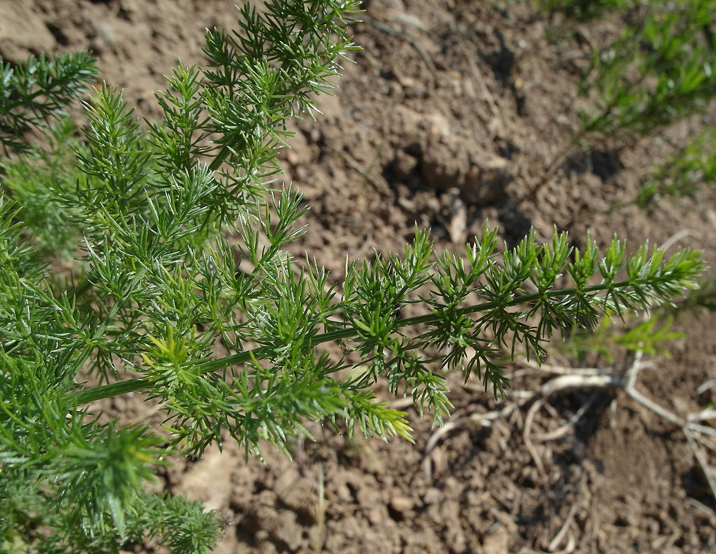 Image of Schrenkia golickeana specimen.