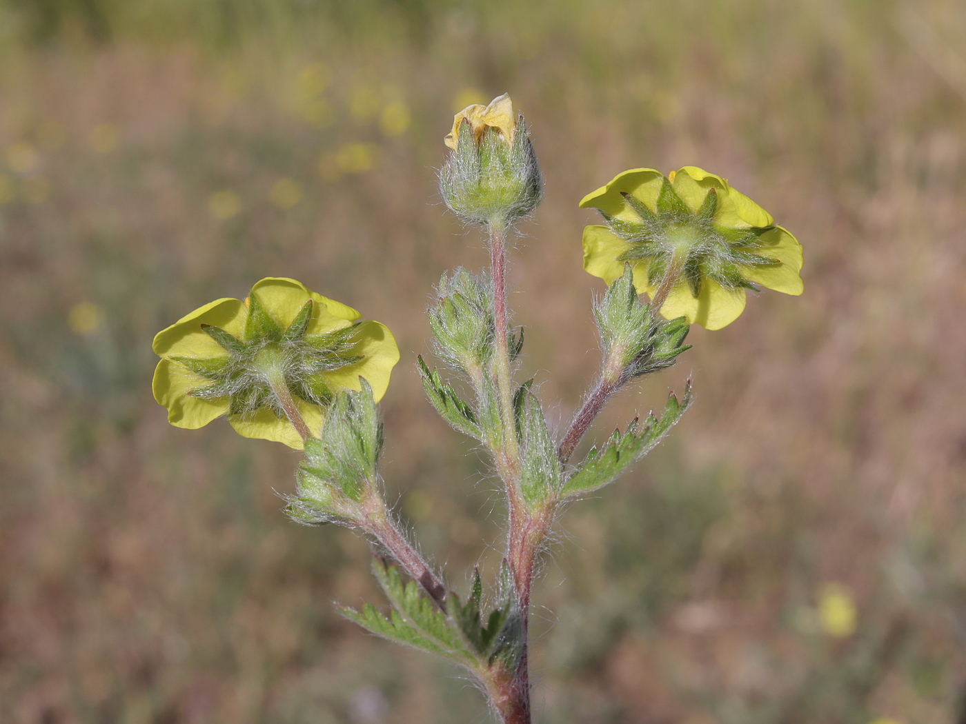 Изображение особи Potentilla pedata.