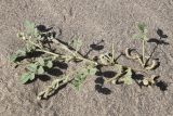 genus Astragalus