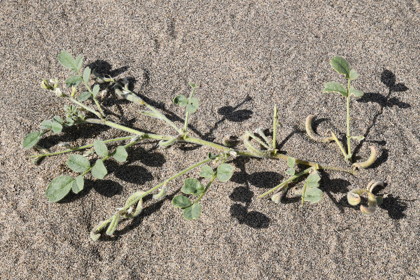 Image of genus Astragalus specimen.