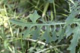 Scariola viminea