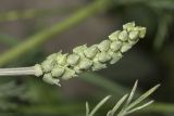 Adonis flammea