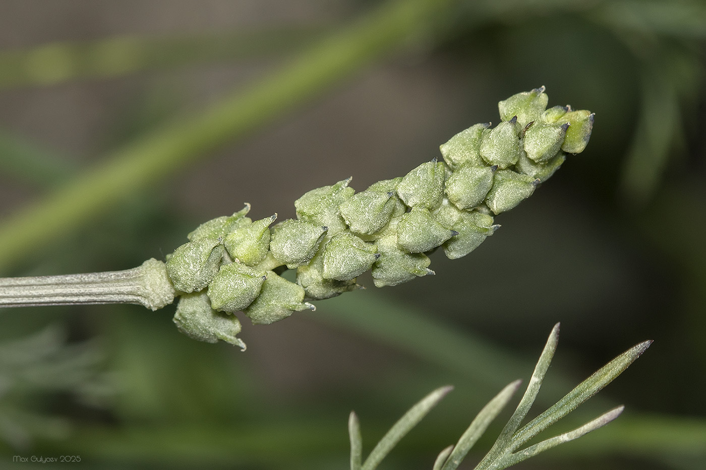 Image of Adonis flammea specimen.