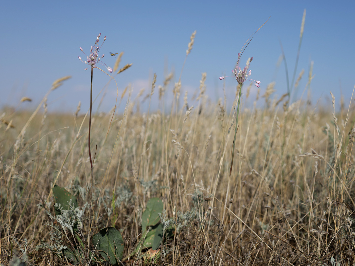 Изображение особи Allium praescissum.