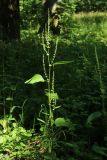 Rumex sylvestris. Цветущее растение. Санкт-Петербург, Старый Петергоф, парк \"Сергиевка\", разнотравный луг со старыми дубами (Quercus robur). 27.07.2025.