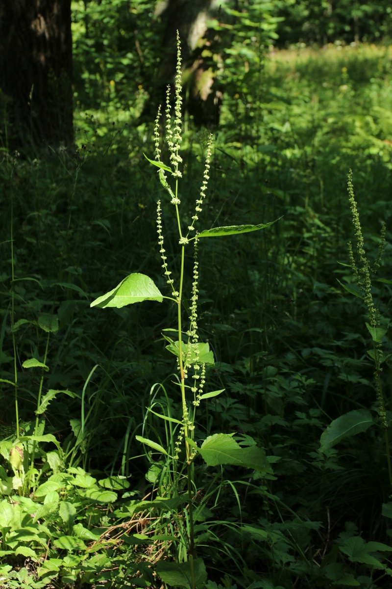Изображение особи Rumex sylvestris.