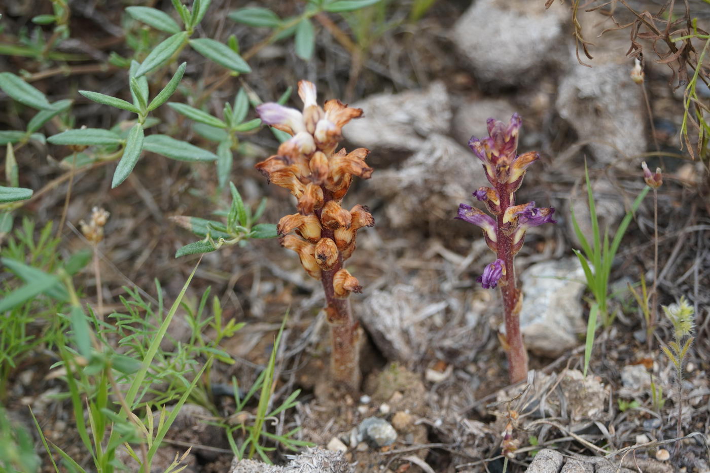 Image of Orobanche hansii specimen.