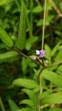 Glycine soja