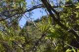 род Fraxinus