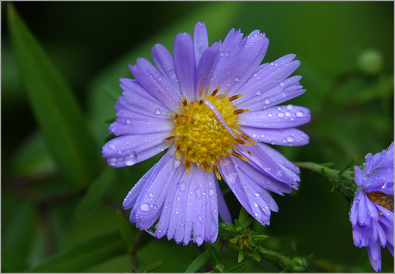 Изображение особи род Symphyotrichum.