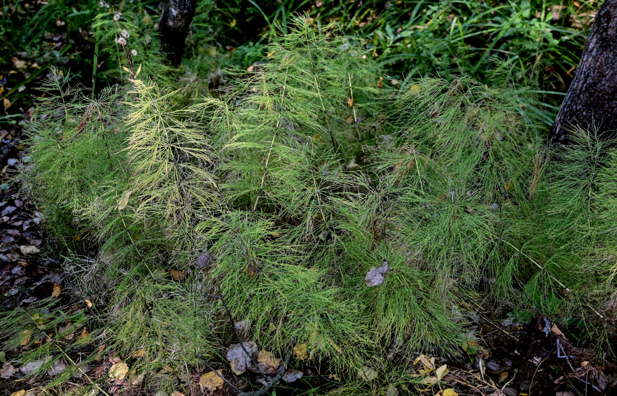 Изображение особи Equisetum sylvaticum.