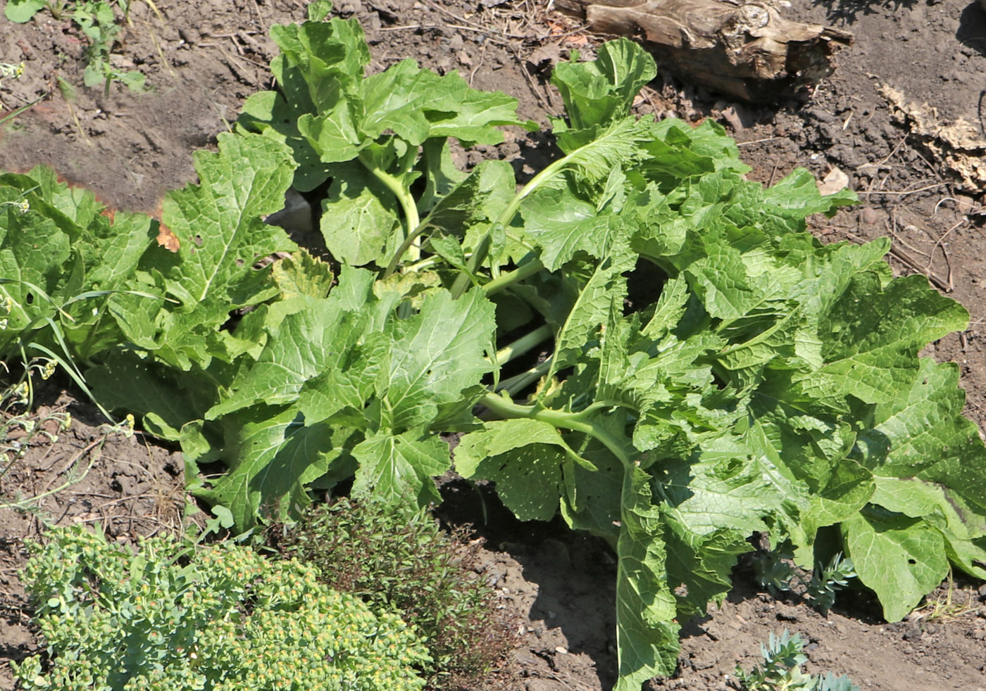 Image of Crambe cordifolia specimen.