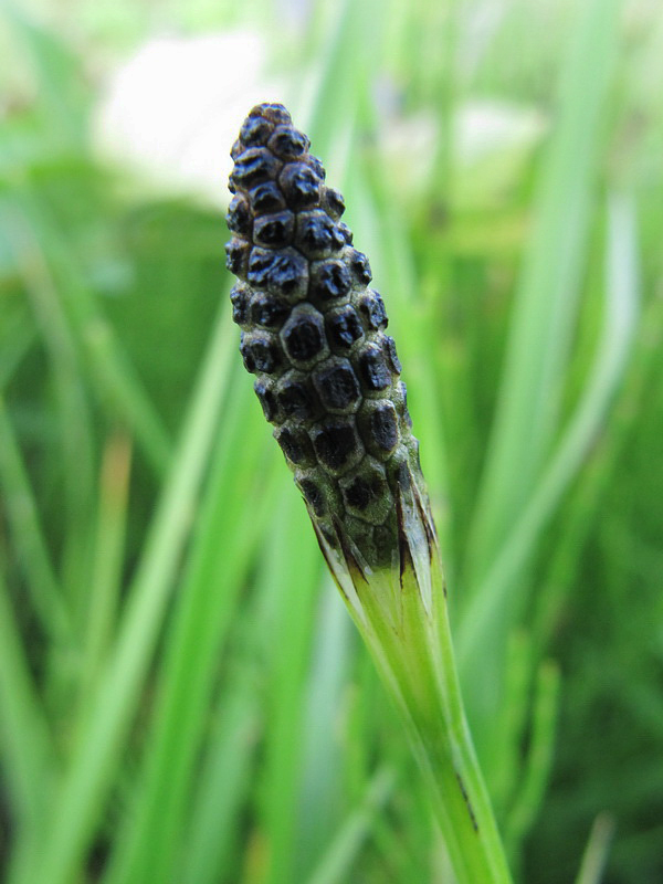 Image of Equisetum palustre specimen.