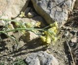 familia Brassicaceae