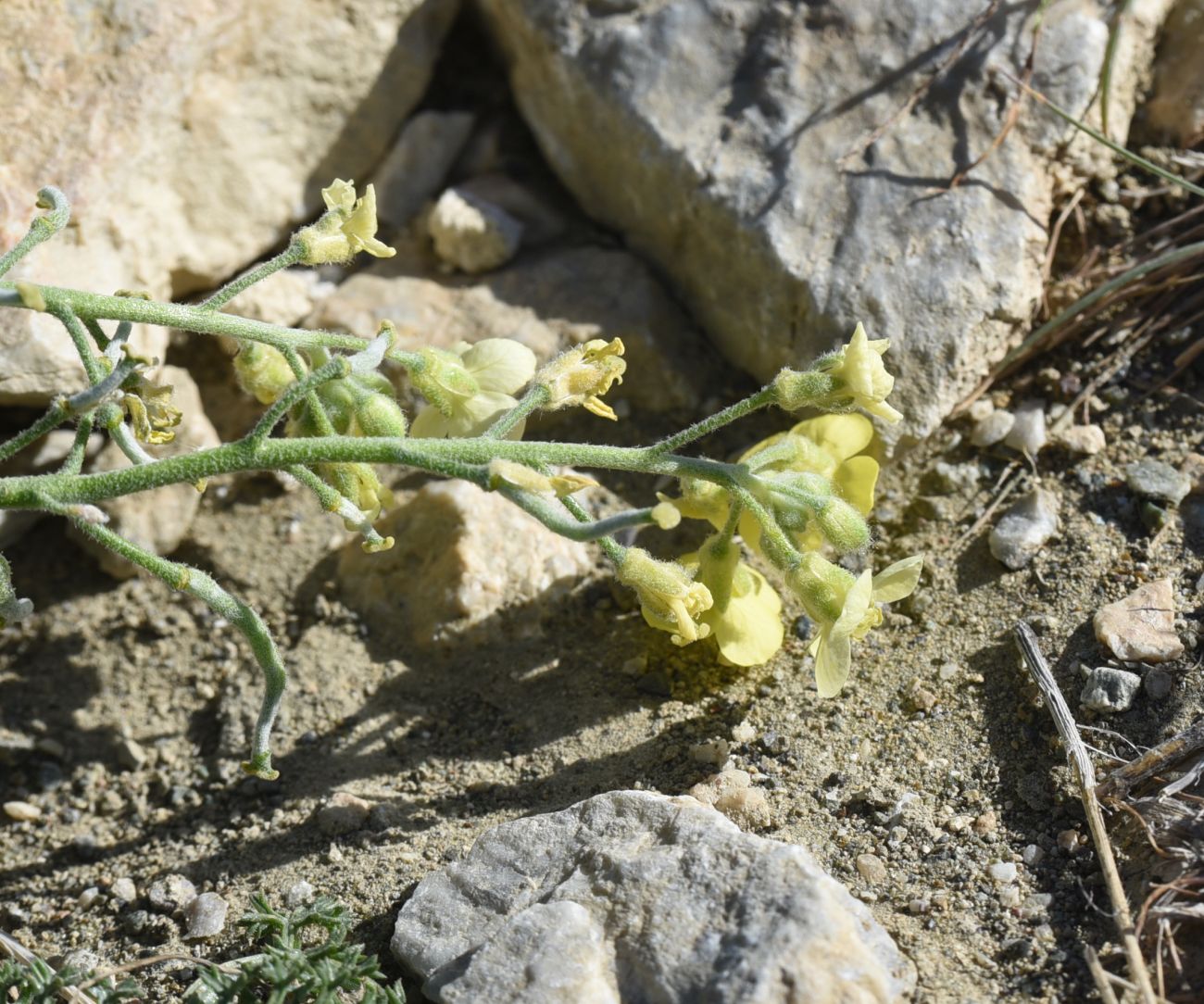 Image of familia Brassicaceae specimen.