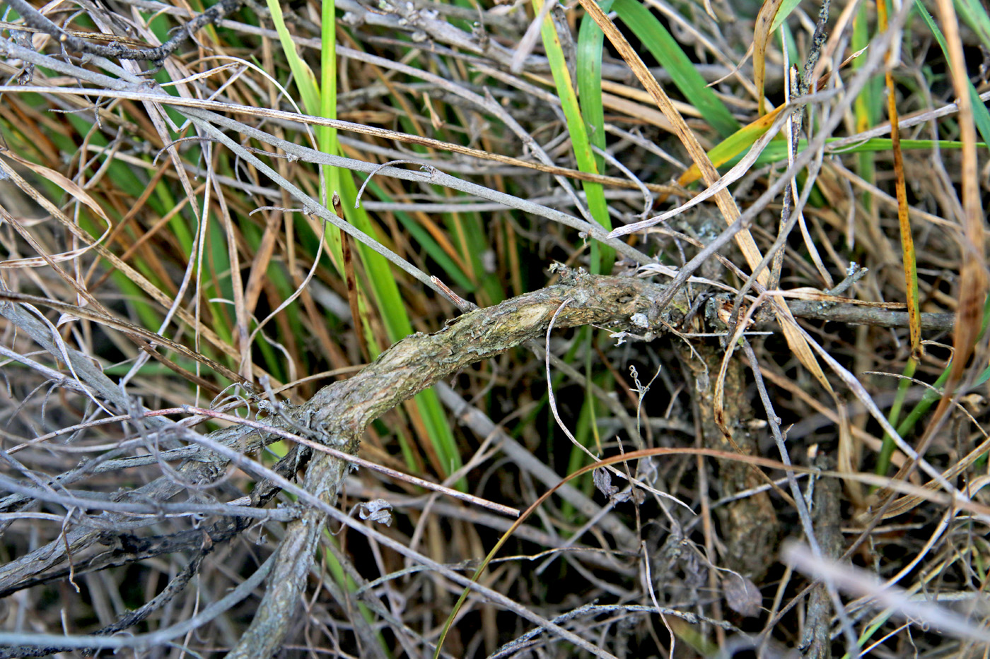 Изображение особи Astragalus albicaulis.