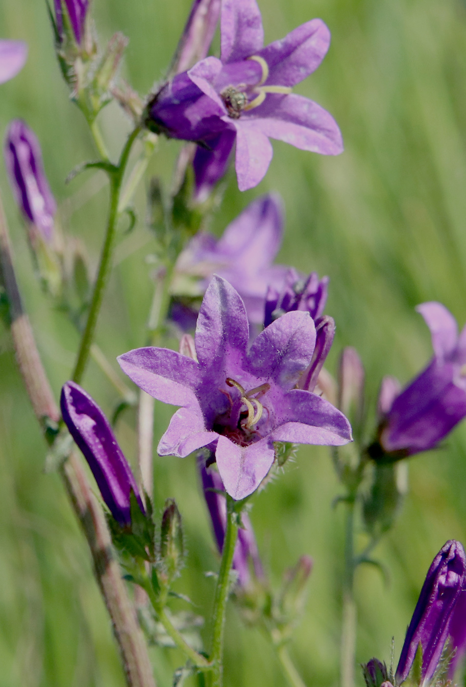 Изображение особи Campanula sibirica.