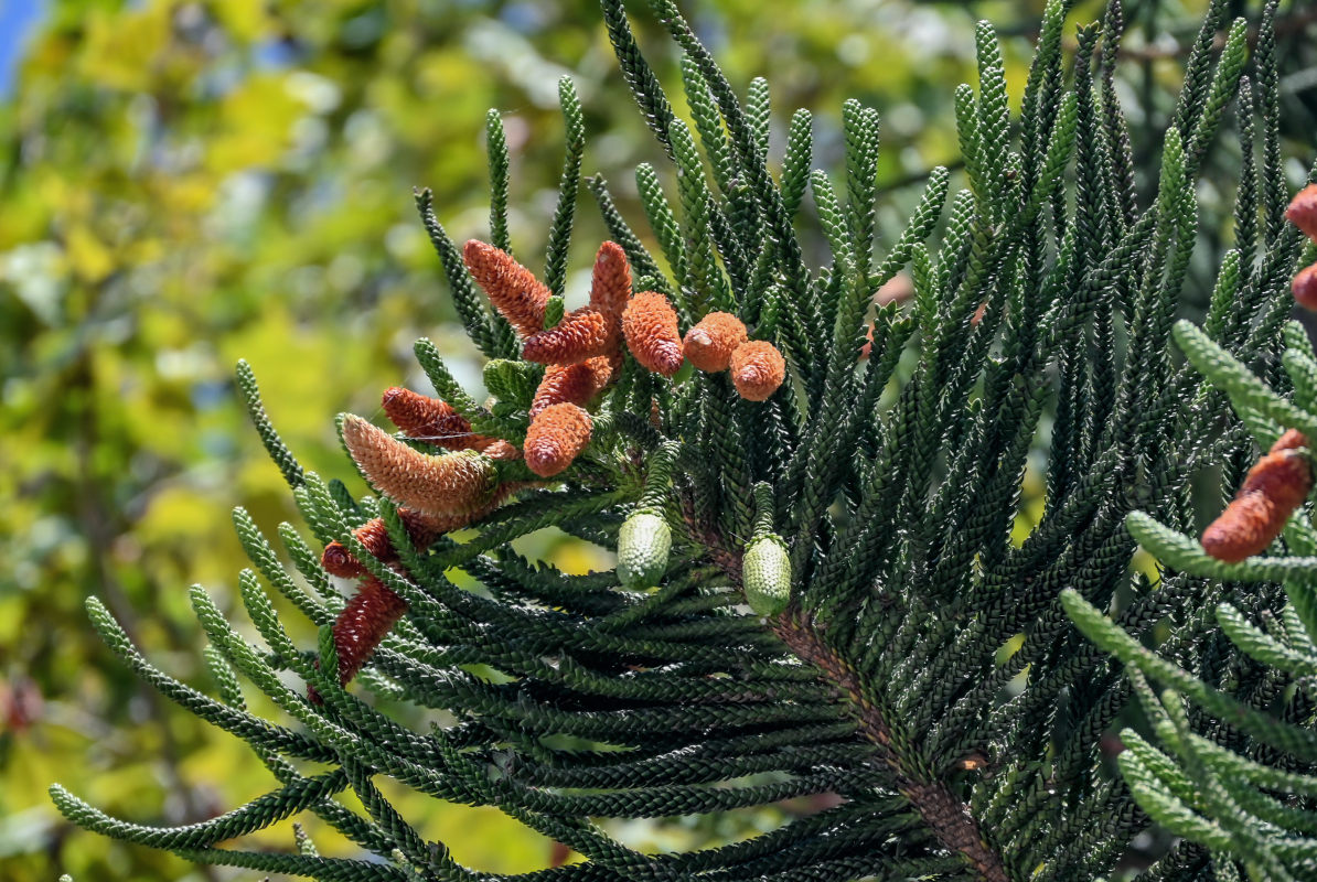 Изображение особи Araucaria heterophylla.