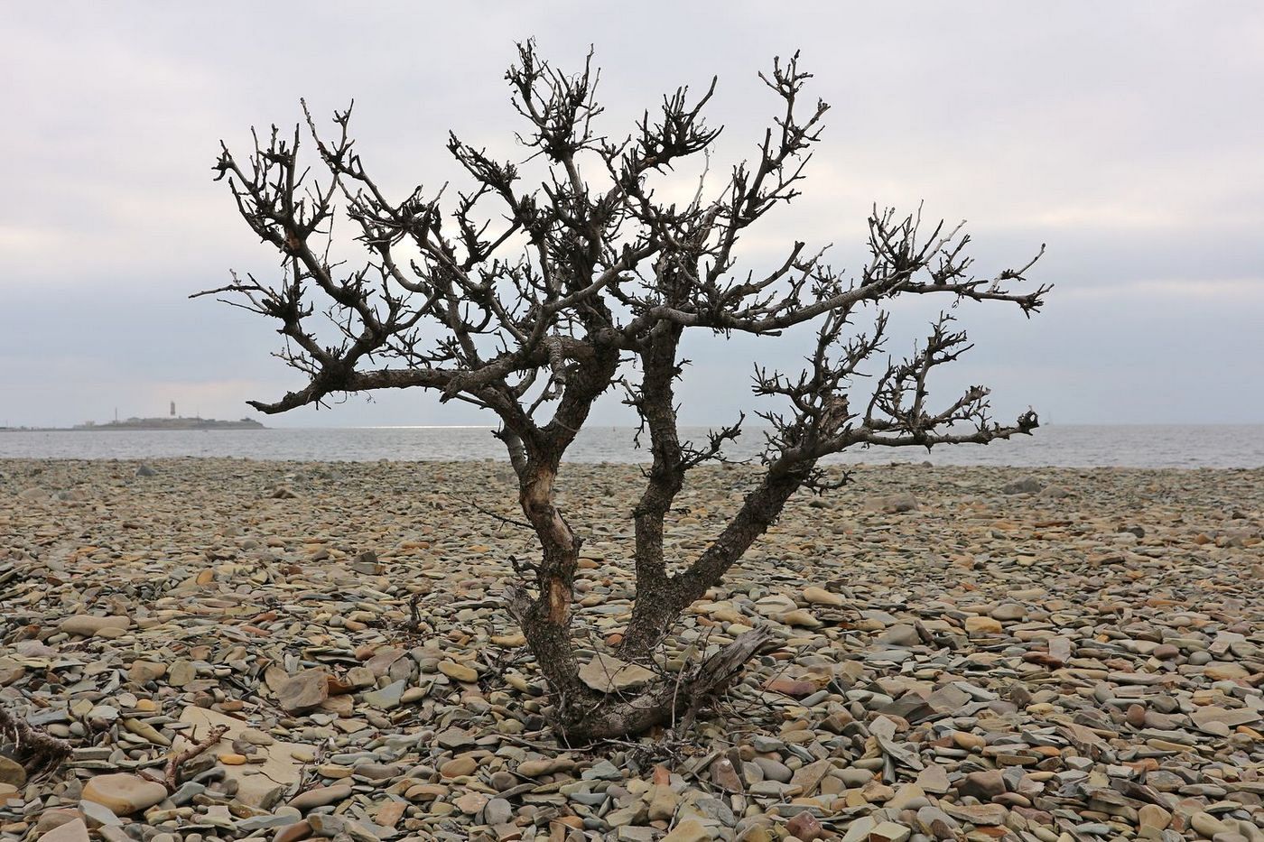 Изображение особи Pistacia mutica.