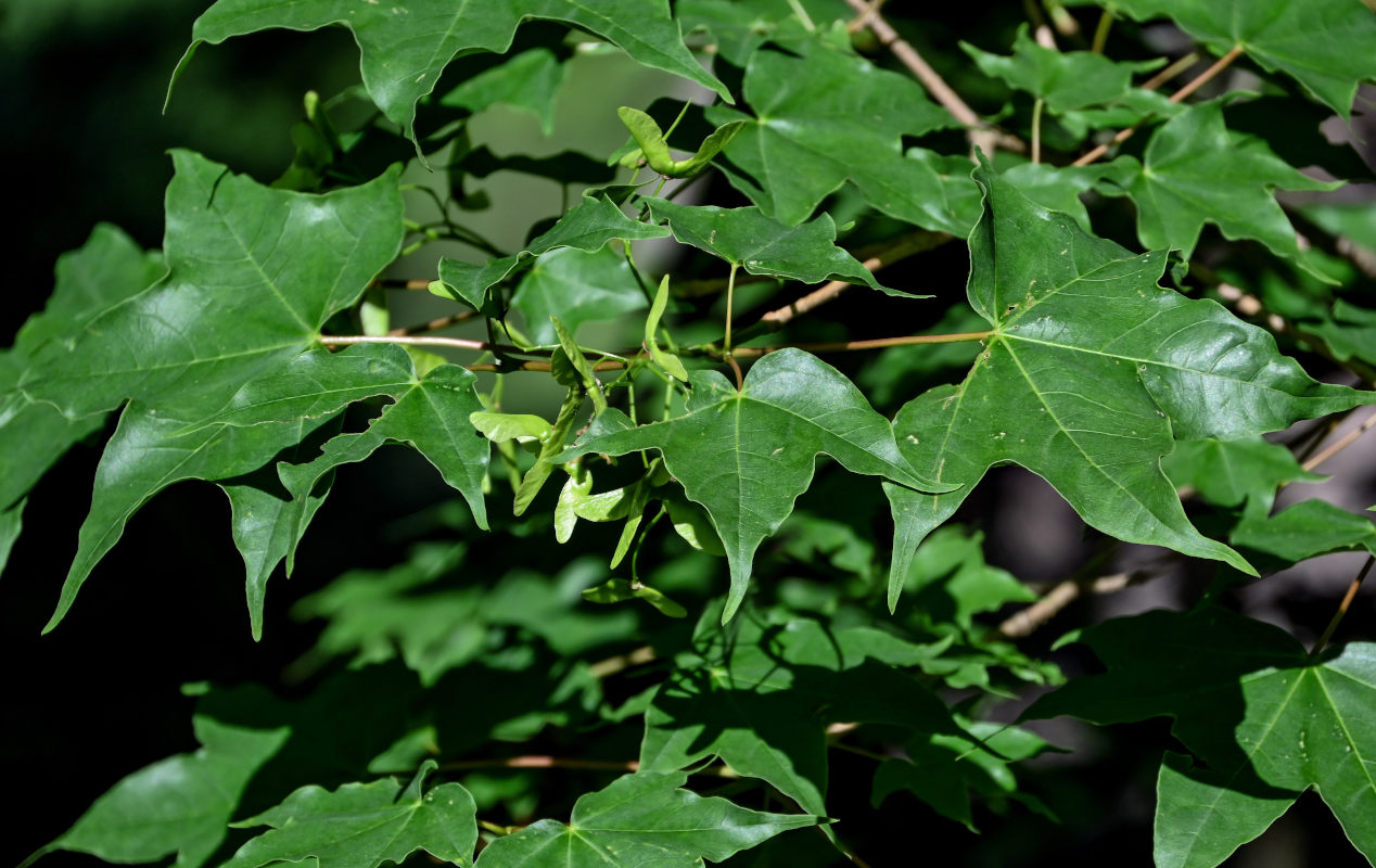 Изображение особи Acer longipes.