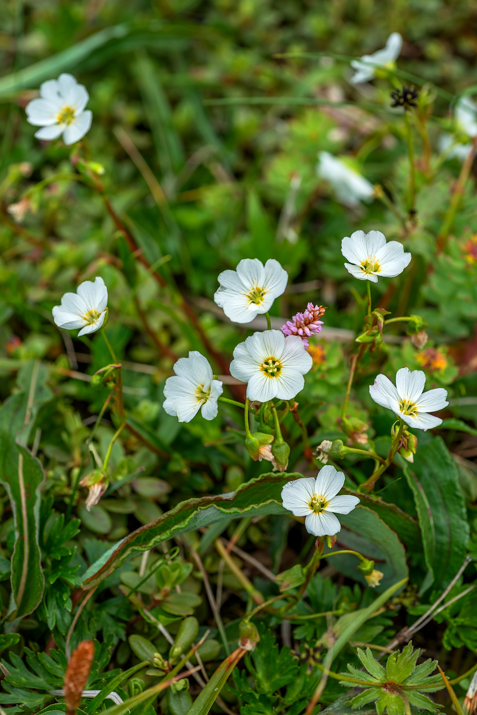 Image of genus Claytonia specimen.