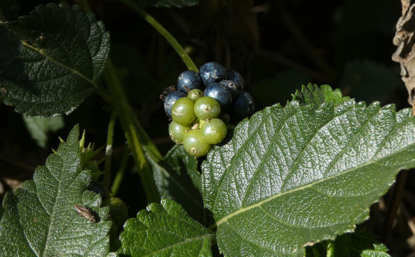 Изображение особи Lantana × strigocamara.