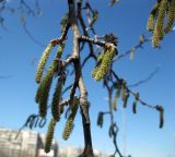 Populus alba. Часть ветви с женскими соцветиями. Киев, Южная Борщаговка. 20 апреля 2011 г.