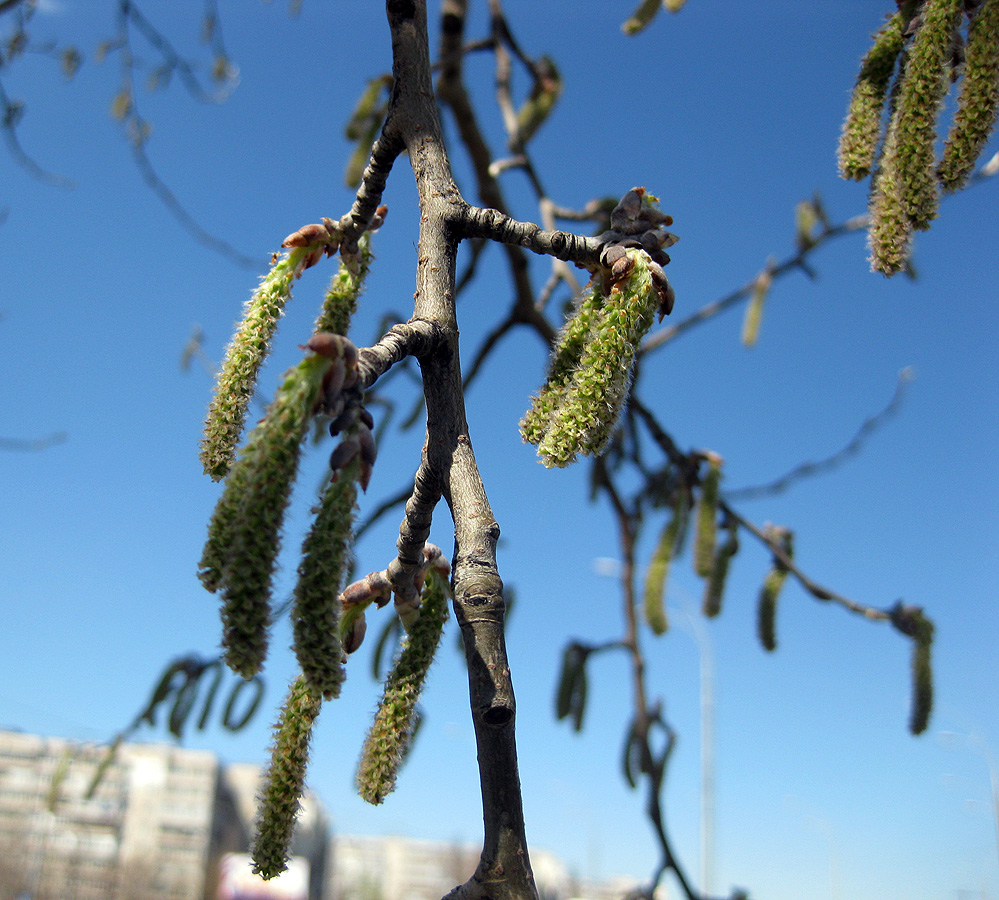 Image of Populus alba specimen.