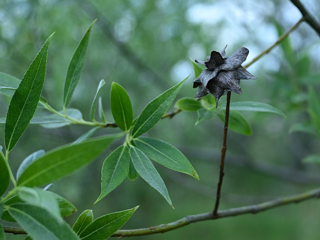 Image of genus Salix specimen.