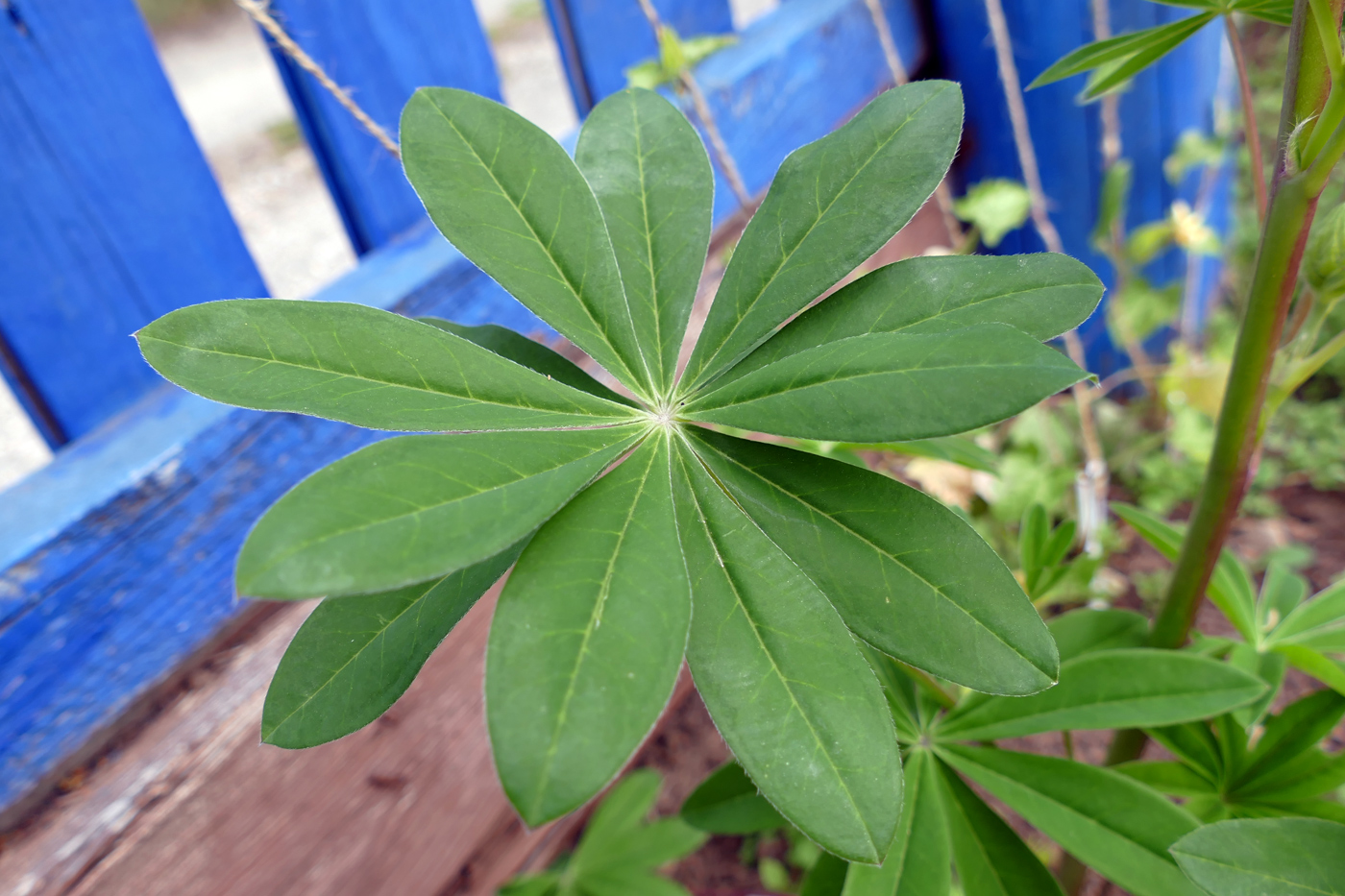 Изображение особи Lupinus polyphyllus.