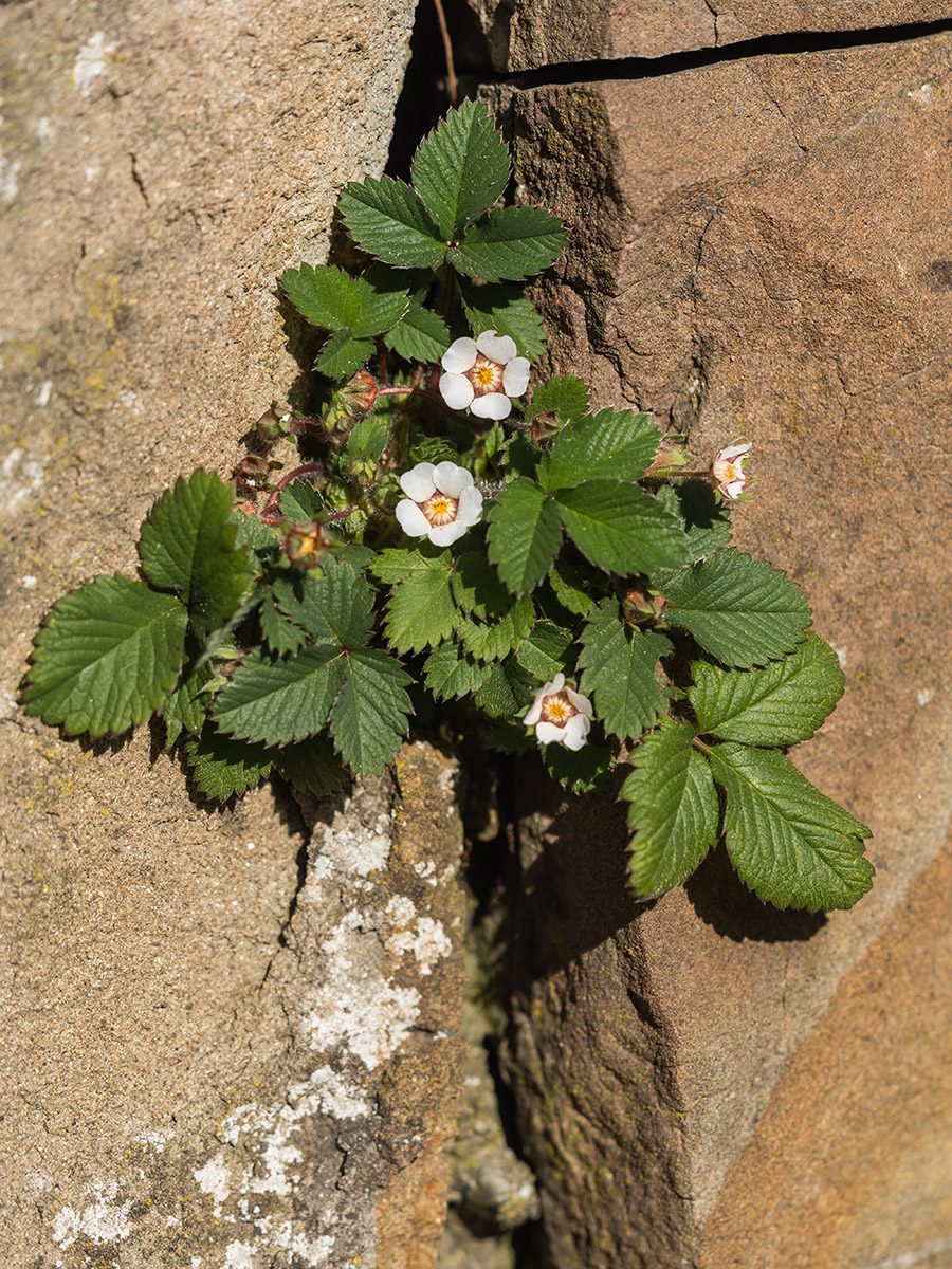 Изображение особи Potentilla micrantha.