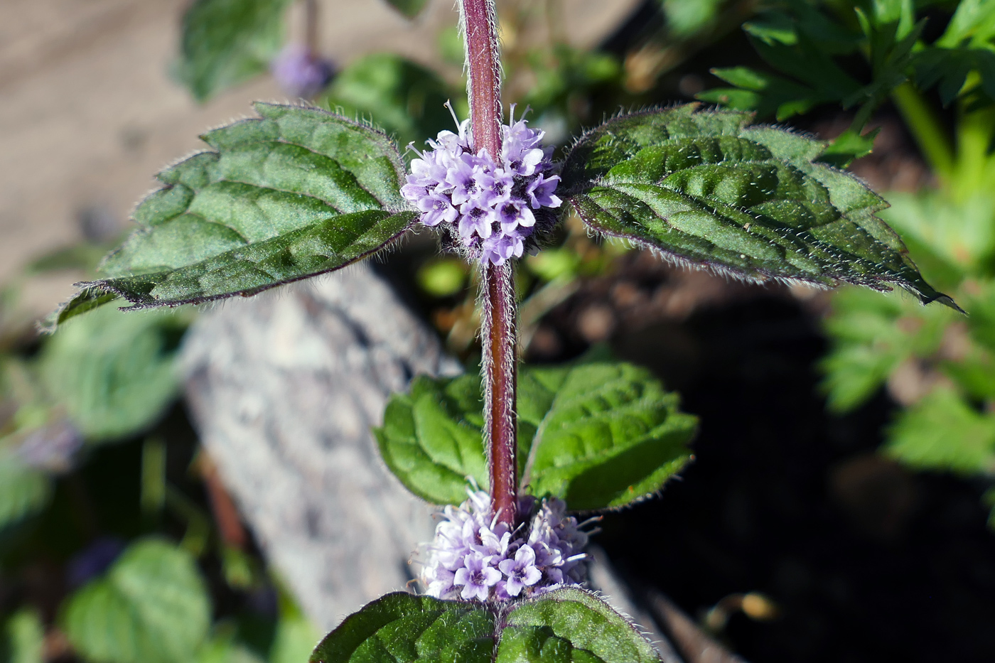 Изображение особи Mentha × verticillata.