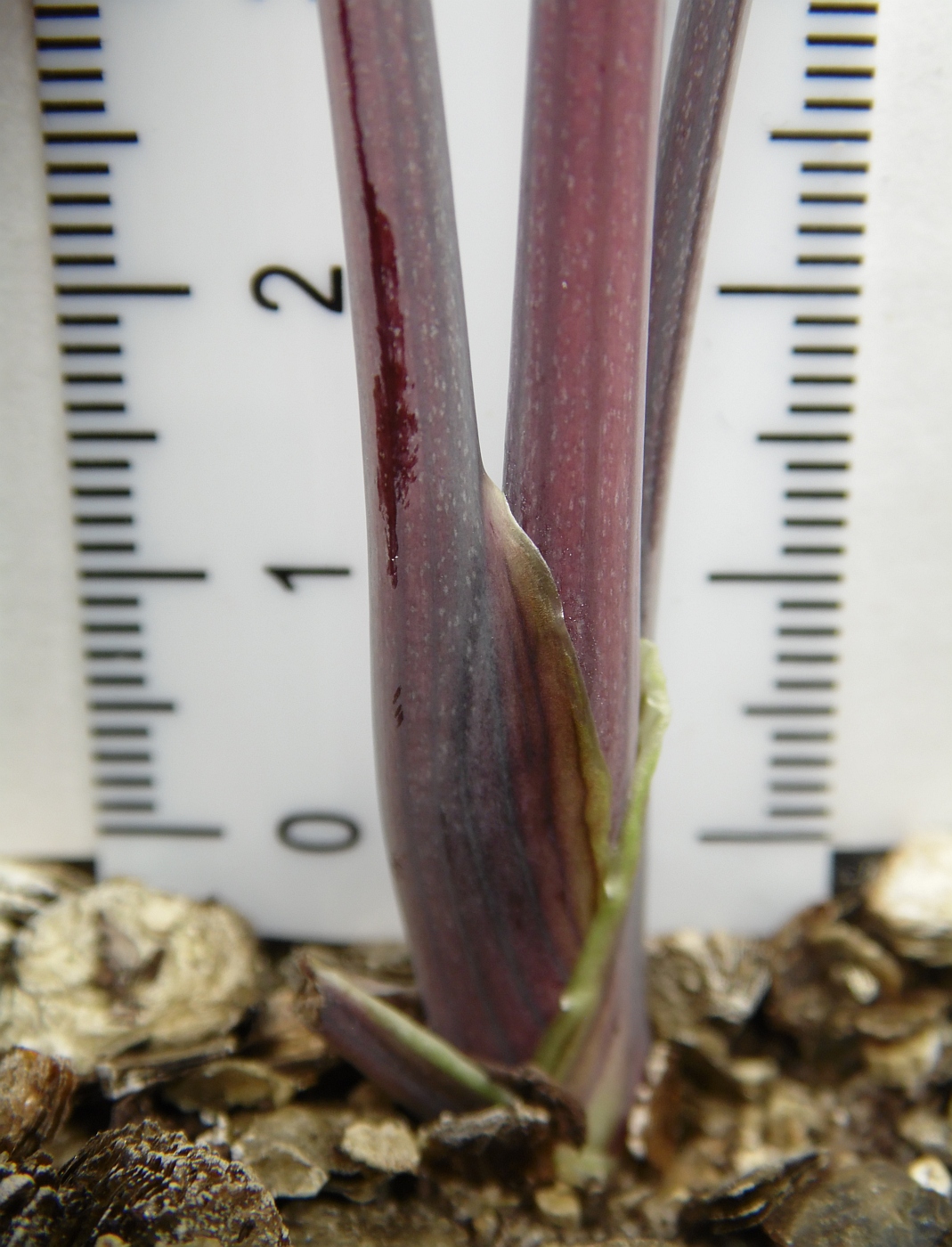 Image of familia Apiaceae specimen.