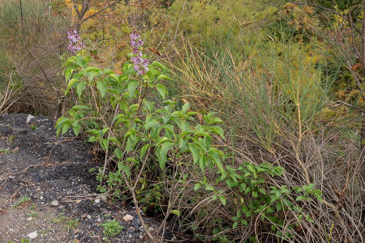 Image of Syringa vulgaris specimen.