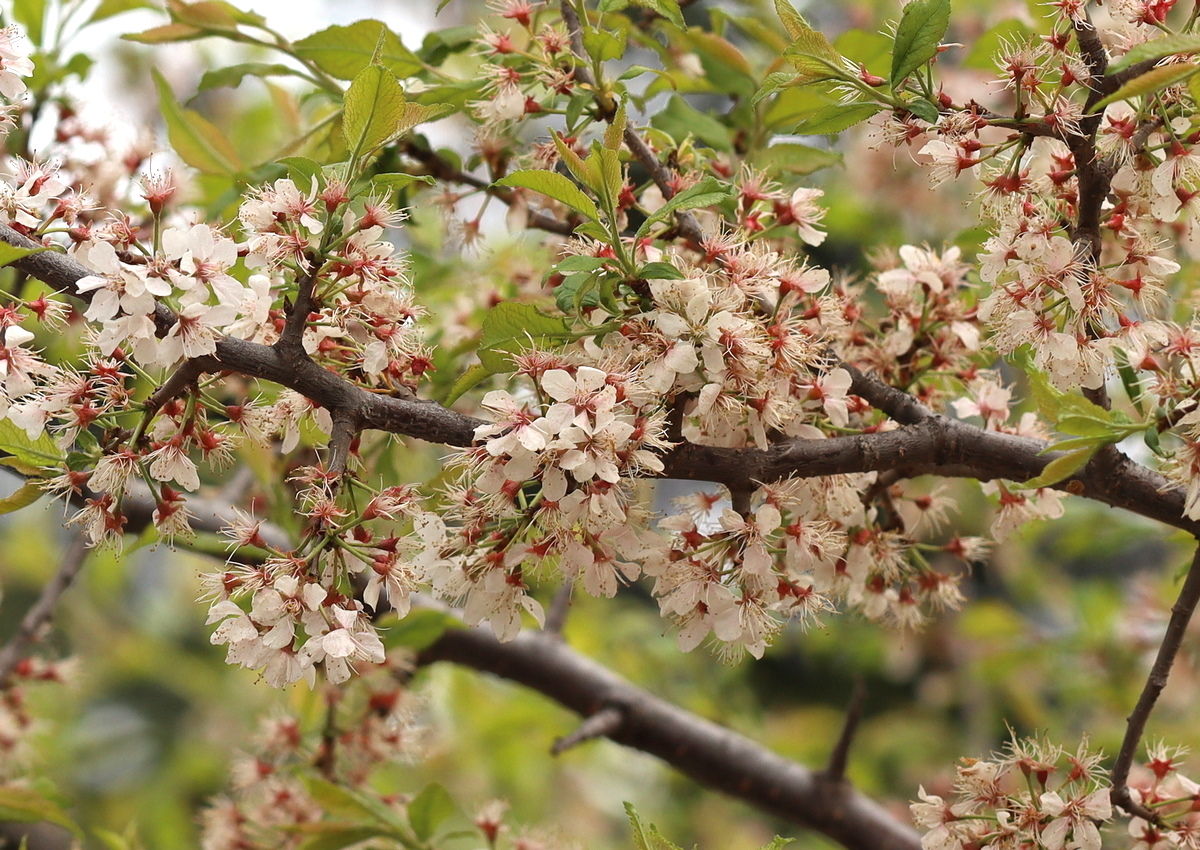 Изображение особи Cerasus glandulosa.