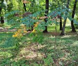 Aralia elata. Плодоносящие растения, некоторые листья в осенней окраске. Республика Беларусь, г. Витебск, ботанический сад ВГУ. Конец сентября.