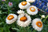 Xerochrysum bracteatum. Соцветия с кормящейся пчелой. Свердловская обл., окр. г. Североуральск, дачный участок. 16.08.2023.