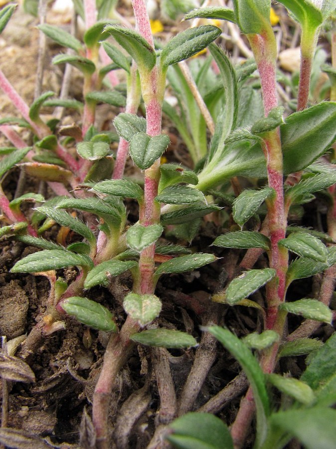 Изображение особи Helianthemum georgicum.