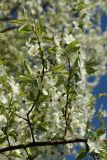 Prunus cerasifera. Часть цветущей ветви. Санкт-Петербург, Кировский р-н, палисадник у жилого дома, в культуре. 08.05.2026.