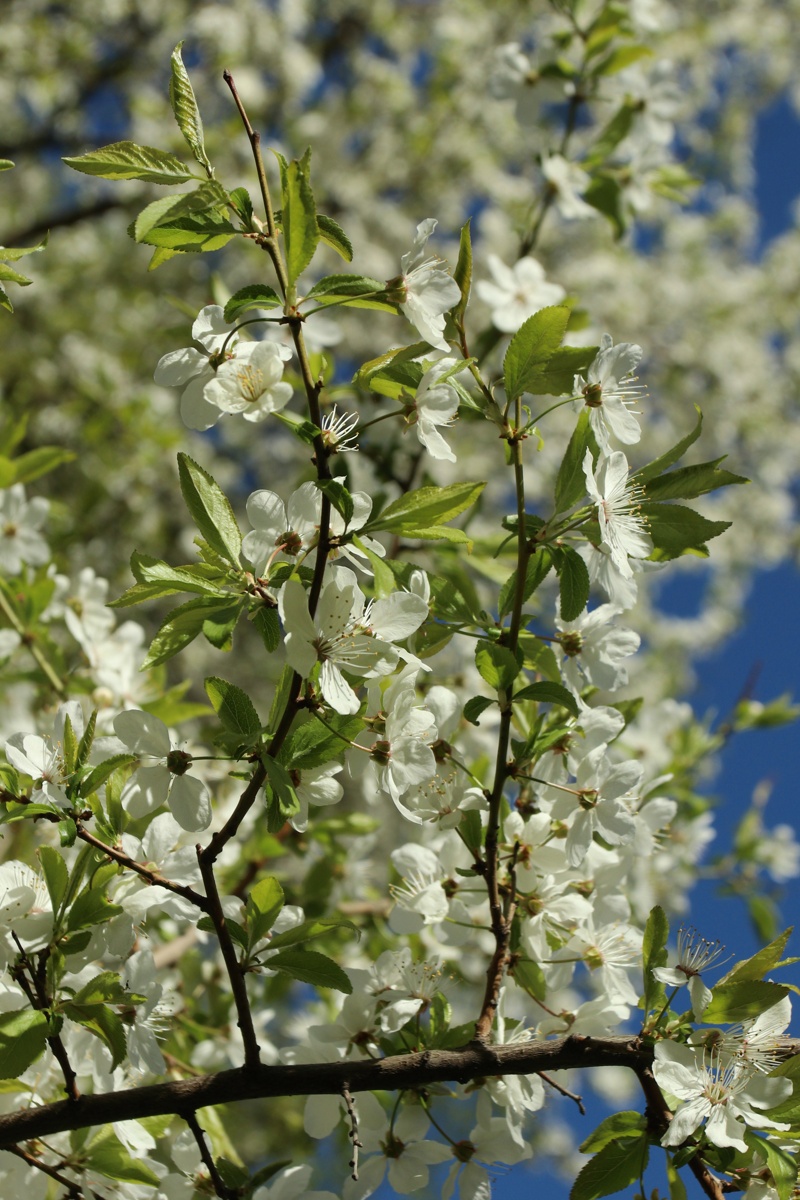 Image of Prunus cerasifera specimen.