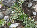 Omalotheca supina