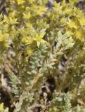Sedum acre. Верхушки побегов с соцветиями разной степени развития. Испания, Каталония, пров. Барселона, комарка Осона, муниципалитет Виланова-де-Сау, водохранилище Сау, обочина дороги. 31.05.2026.