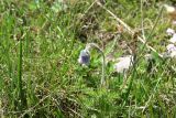 Pulsatilla violacea. Цветущее растение. Грузия, край Самцхе-Джавахети, окр. оз. Сагамо, 400 м ниже истока р. Паравани, Ахалкалакское нагорье, луг. 7 июня 2026 г.