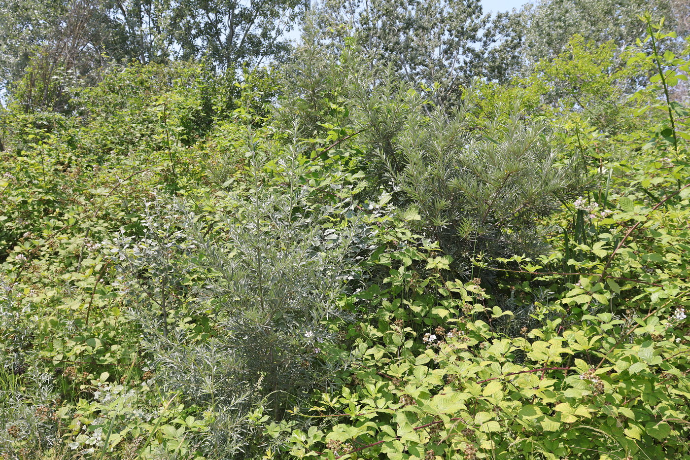 Изображение особи Hippophae rhamnoides.