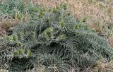 Cynara cardunculus